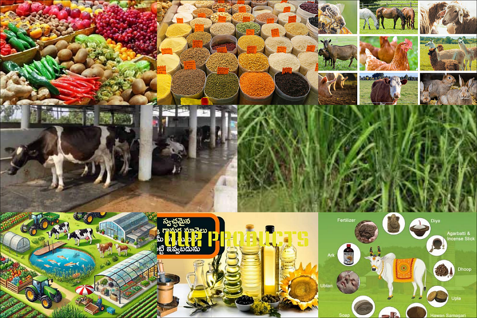 Our Products
