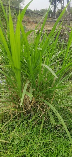 Grass-2