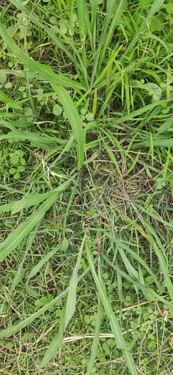 Grass-3