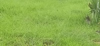 Grass kalukumakalu
