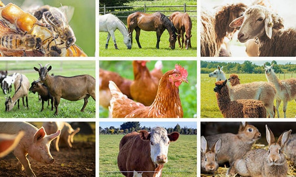All Live Stock Farming