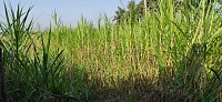 Superniper grass