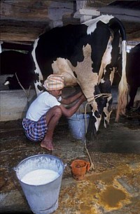 Milk 1