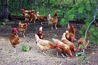 Chicken