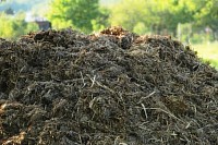 Cattle Dung