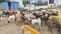 Goat sheep