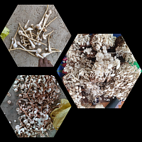 Mashroom 1