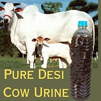Cow Urine