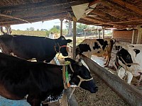 Cow diary Farming