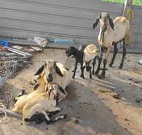 Sheep