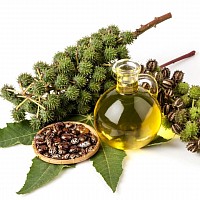Castor seeds oil