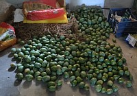 Mango 1 nelamkayalu