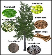 Neem products