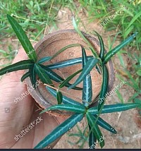 Nannari