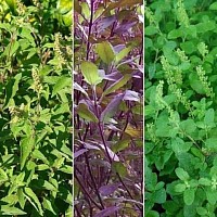 Tulsi