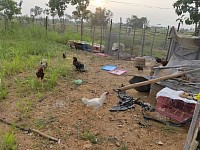 Hens
