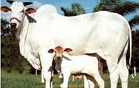 Ongole
