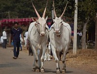 Hallikar cows